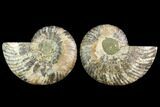 Sliced Ammonite Fossil - Agatized #116787-1
